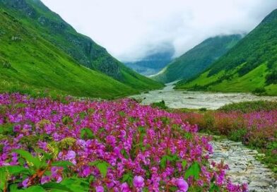 1 जून से खुलने जा रही फूलों की घाटी, सुंदर-सुंदर फूलों से महक रही घाटी