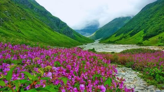 1 जून से खुलने जा रही फूलों की घाटी, सुंदर-सुंदर फूलों से महक रही घाटी