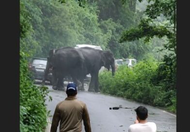 कोटद्वार हाईवे पर हाथियों का आतंक, तीन वाहन क्षतिग्रस्त, सड़क पर लगा लंबा जाम