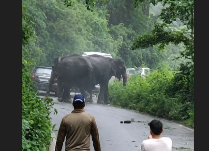 कोटद्वार हाईवे पर हाथियों का आतंक, तीन वाहन क्षतिग्रस्त, सड़क पर लगा लंबा जाम